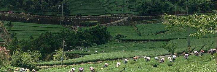 Tea pickers working under clear sunny skies in Central Taiwan during this year's Spring tea harvest