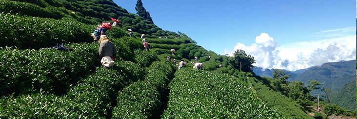 Harvesting tea leaves on the slopes of Lishan Mountain in Taiwan