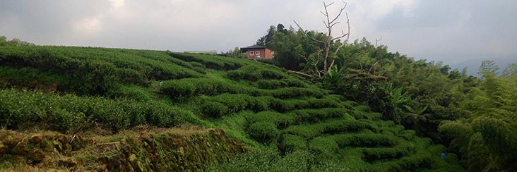 Farm where this month's Eco-Cha Tea Club tea was grown