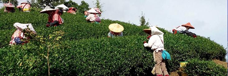 Picking tea leaves on the high-mountain slopes in the Shan Lin Xi area of Taiwan