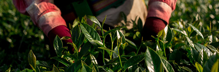 Six Essential Factors for Growing Great Tea