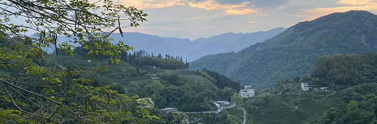 Alishan High Mountain tea country in central Taiwan at dawn