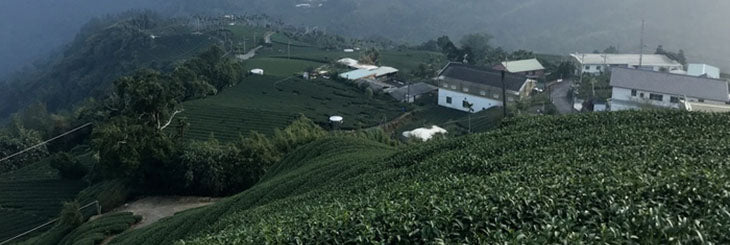 Alishan high mountain jin xuan oolong tea farm
