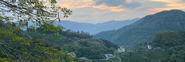 Alishan high mountain tea growing region in central Taiwan