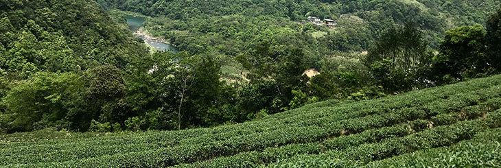 Wenshan Baozhong tea field