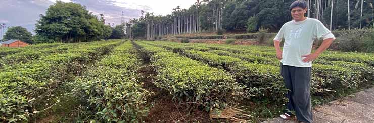 Eco-Farmed Special Roast Oolong Tea farm