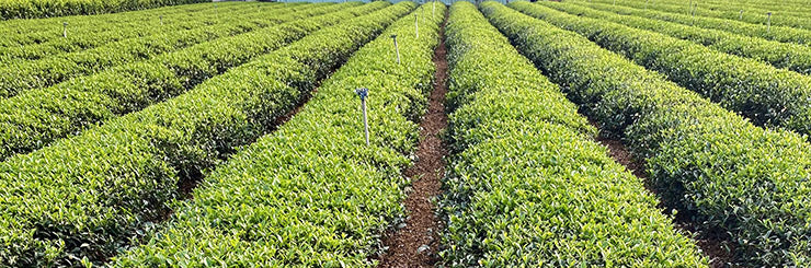 Competition Grade Wuyi Oolong Tea field