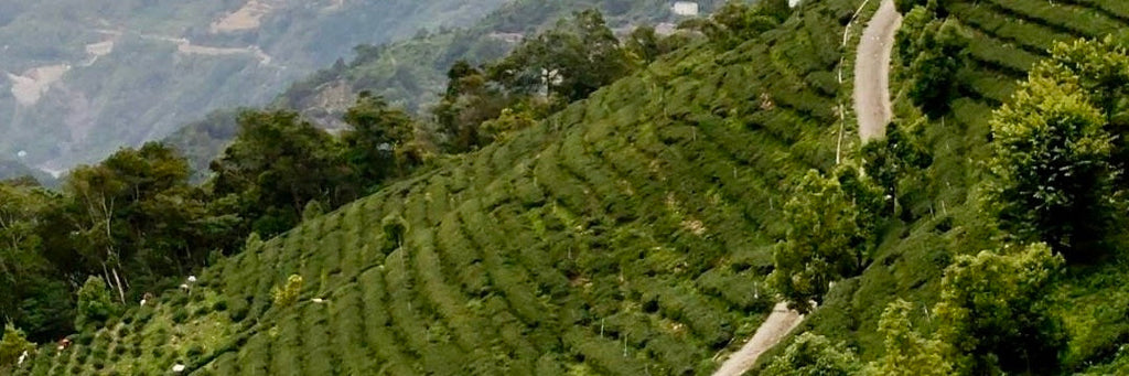 Batch 122: Qi Lai Shan High Mountain Black Tea | Eco-Cha Tea Club