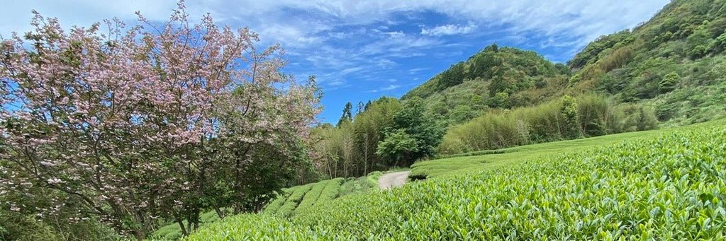 Batch 127 La La Shan High Mountain Oolong Tea | Eco-Cha Tea Club