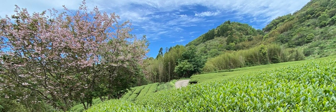 Batch 127 La La Shan High Mountain Oolong Tea | Eco-Cha Tea Club