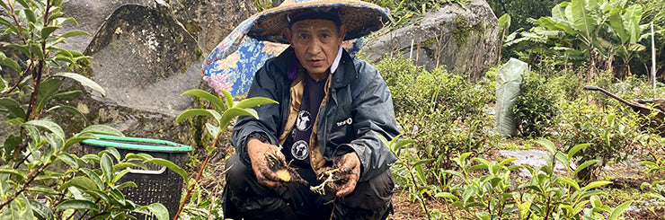 Edan, farmer of Eco-Farmed High Mountain Oolong Tea