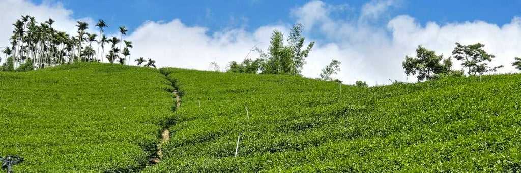 Batch 126 Early Spring Alishan Jin Xuan Oolong Tea | Eco-Cha Tea Club