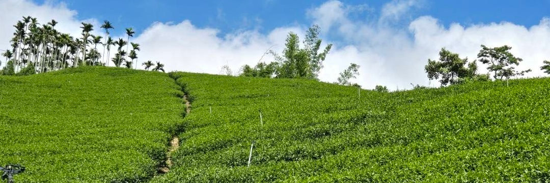 Batch 126 Early Spring Alishan Jin Xuan Oolong Tea | Eco-Cha Tea Club