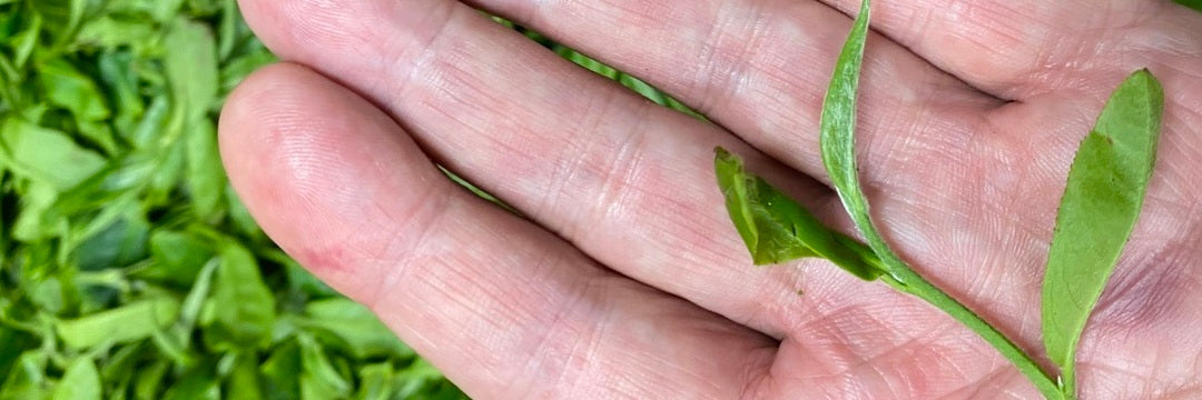 Batch 125 Early Spring Bi Luo Chun Green Tea | Eco-Cha Tea Club