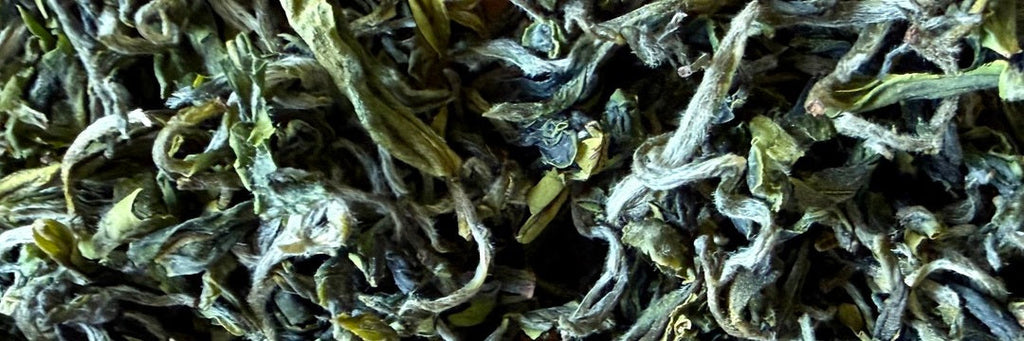 Batch 125 Early Spring Bi Luo Chun Green Tea Tasting Notes | Eco-Cha Tea Club