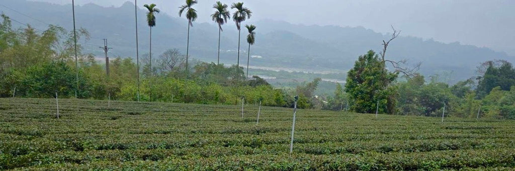 Shui Xian Black Tea | Eco-Cha Tea Club