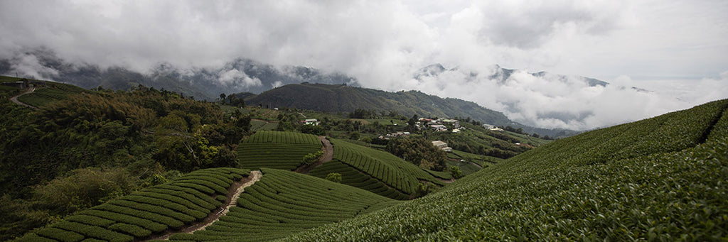 Thick white clouds rolling in on a tea field in the Alishan high mountain tea region in Taiwan