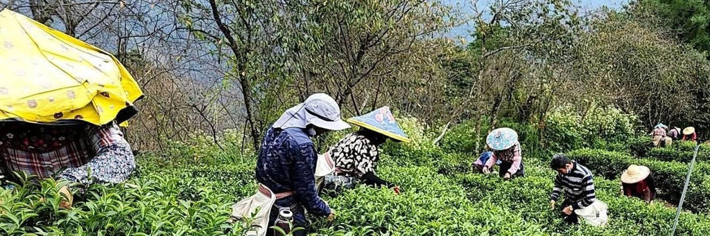 Eco-Farmed High Mountain Oolong Tea: New Source