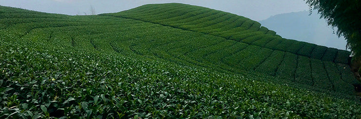 Tea field source of Eco-Cha's Hong Oolong Tea