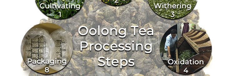 Oolong tea processing steps