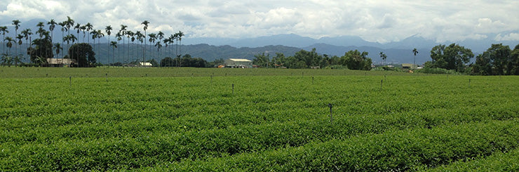 Taiwan Jin Xuan Oolong Tea farm