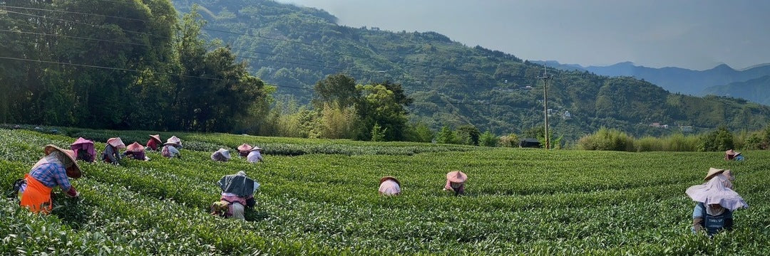 Lalashan High Mountain Oolong Tea | Eco-Cha Tea Club