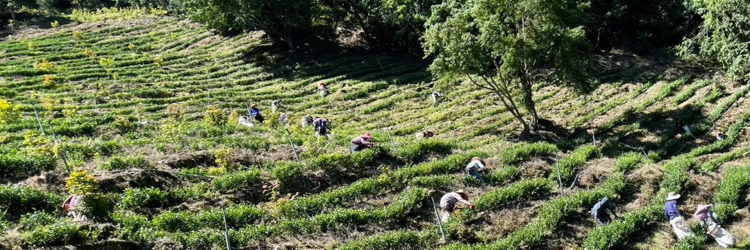 Batch 118 First Pick Li Shan High Mountain Oolong Tea | Eco-Cha Tea Club