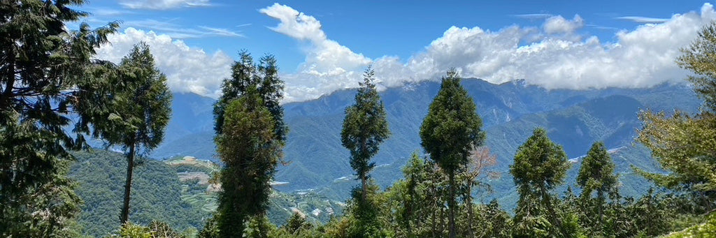 Li Shan high mountain tea area scenic shot