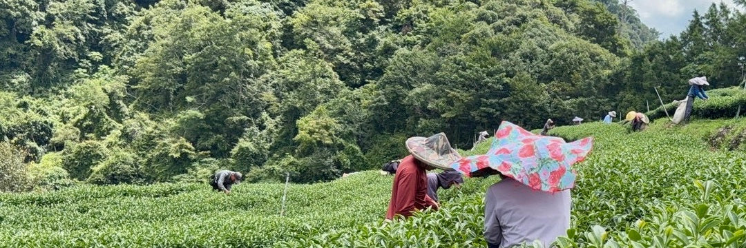 Li Shan High Mountain Oolong Tea:    Fall 2026