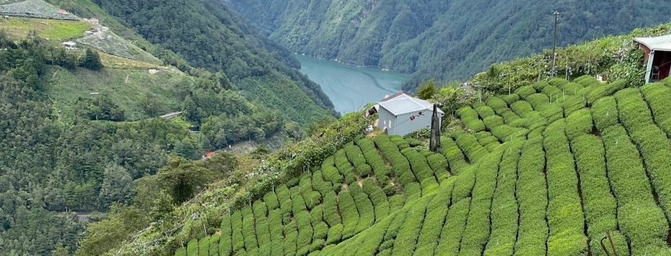 Li Shan High Mountain Oolong Tea | Eco-Cha Tea Club