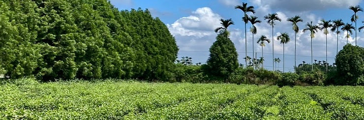 Eco-Farmed GABA Oolong Tea | Summer 2021