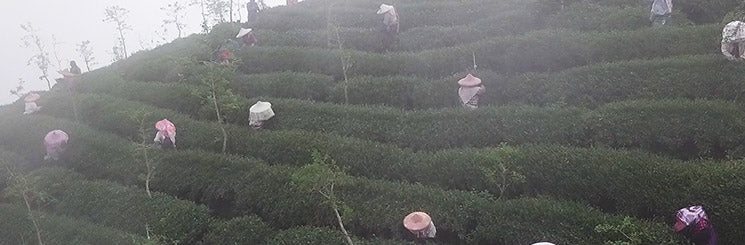 Shan Lin Xi high mountain tea harvest