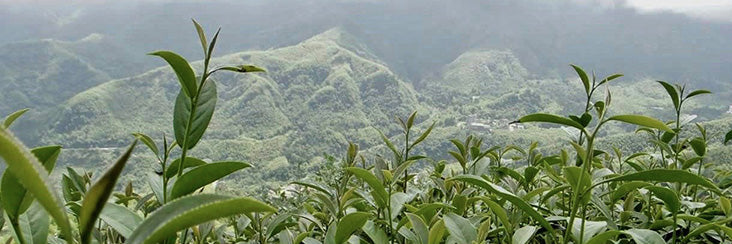 Shan Lin Xi High Mountain Concubine Oolong Tea | Eco-Cha Tea Club