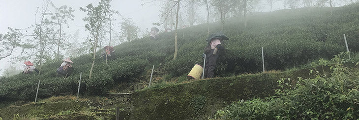 Shan Lin Xi High Mountain Oolong Tea harvest