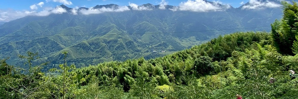 Roasted Shan Lin Xi High Mountain Oolong Fall 2022 | Eco-Cha Teas