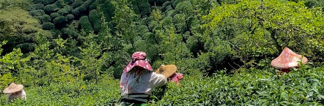 Shan Lin Xi High Mountain Oolong Tea Summer 2023
