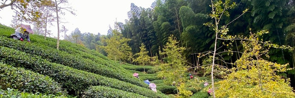 Taiwan High Mountain Oolong Tea : Winter 2023 - Eco-Cha Teas