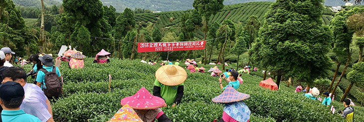National tea-leaf picking competition in Taiwan