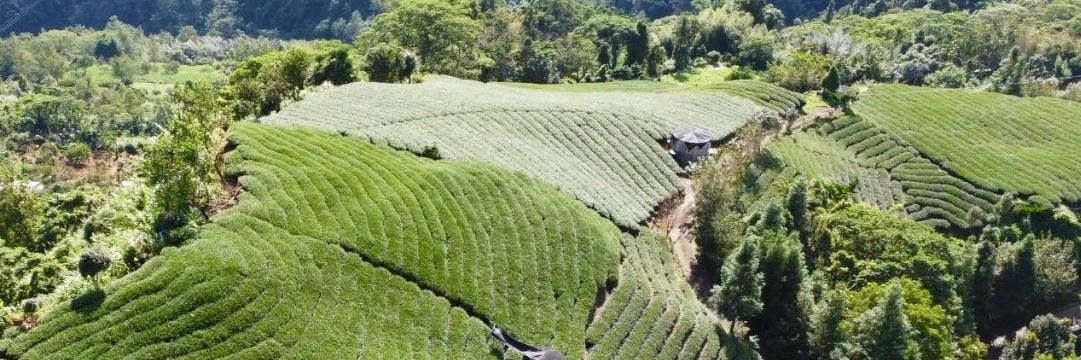 Eco-Cha’s Top 10 Best-Selling Teas of 2025