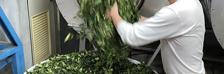 Traditional Dong Ding Oolong Tea making