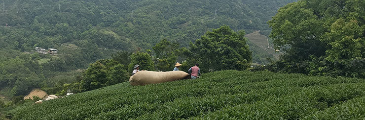 Wenshan Baozhong Tea farm