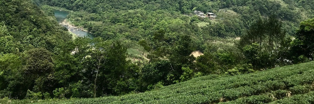 Award Winning Wenshan Baozhong Tea Spring 2023 | Eco-Cha Tea Club