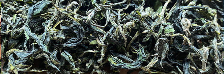 Early Spring Bi Luo Chun Green Tea Tasting Notes | Eco-Cha Tea Club