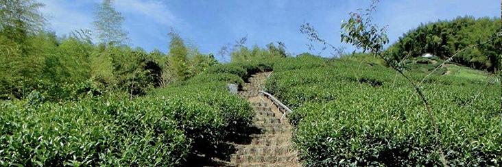 Ying Xiang High Mountain Black Tea | Eco-Cha Tea Club