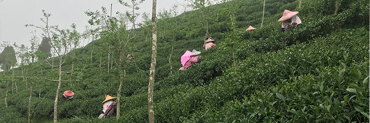 Harvesting Loose-Leaf Tea By Machine VS. By Hand