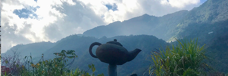 Light Roast Yushan High Mountain Oolong Tea | Eco-Cha Tea Club