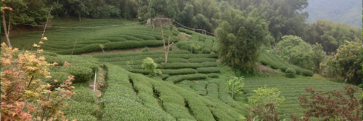Alishan High Mountain Black Tea | Eco-Cha Tea Club