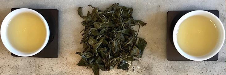 Leafhopper High Mountain Tea Tasting Notes | Eco-Cha Tea Club