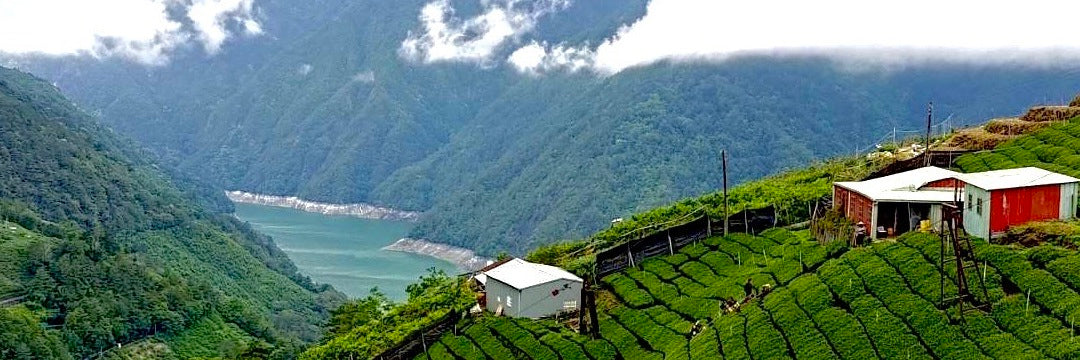 Li Shan Oolong Tea field in the high mountains of Taiwan