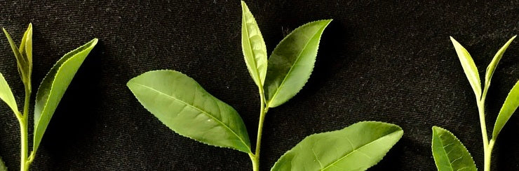 Hybrid tea leaves